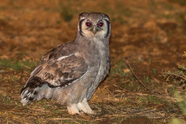 Eagle-Owl-4-Erindi-Wildlife-Portrait