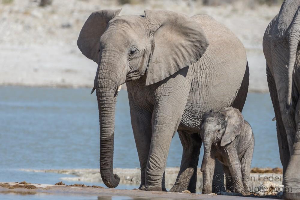 Elephant-12-Etosha16-Wildlife-Wide