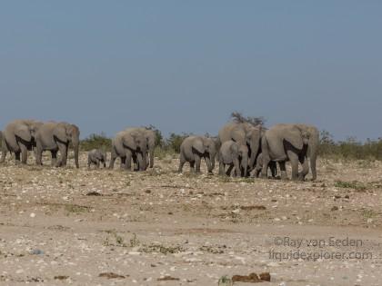 Elephant-15-Etosha16-Wildlife-Wide