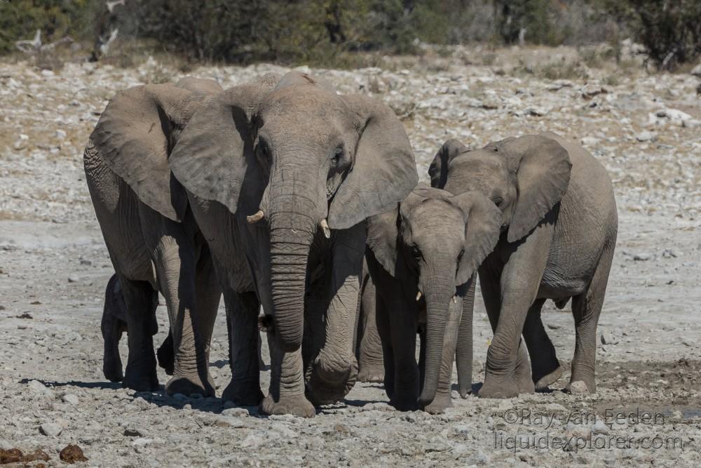 Elephant-2-Etosha16-Wildlife-Wide