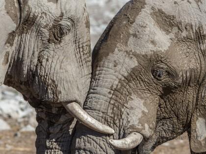 Elephant-25-Etosha-Wildlife-Portrait
