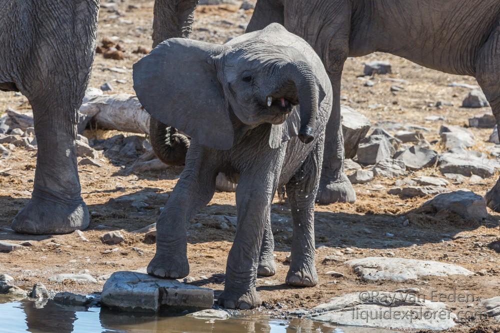 Elephant-36-Etosha-Wildlife-Wide