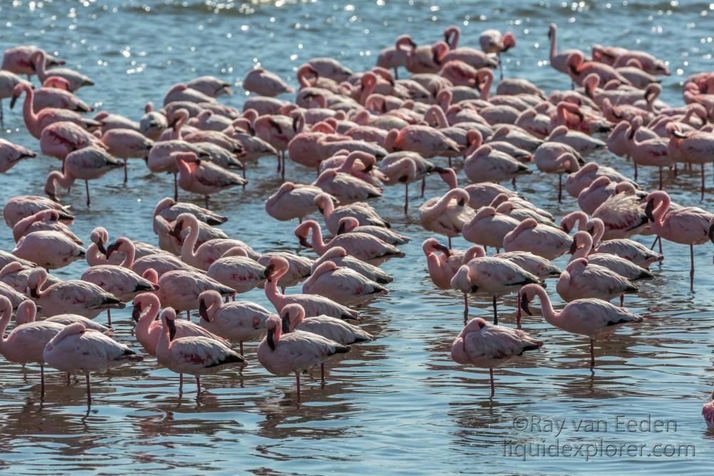 Flamingo-29-Walvis-Bay-Wildlife-Wide