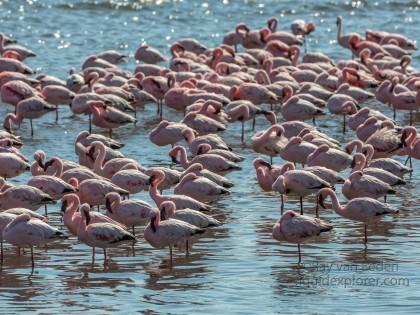 Flamingo-29-Walvis-Bay-Wildlife-Wide