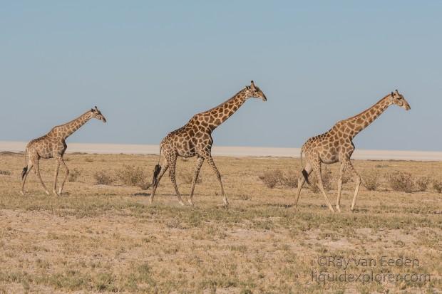 Giraffe-11-Etosha-Wildlife-Wide