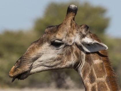 Giraffe-13-Etosha-Wildlife-Portrait
