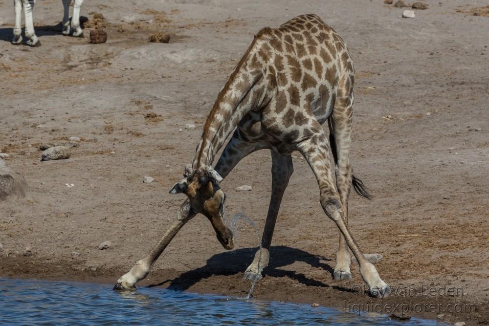 Giraffe-14-Etosha-Wildlife-Wide