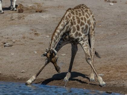 Giraffe-14-Etosha-Wildlife-Wide