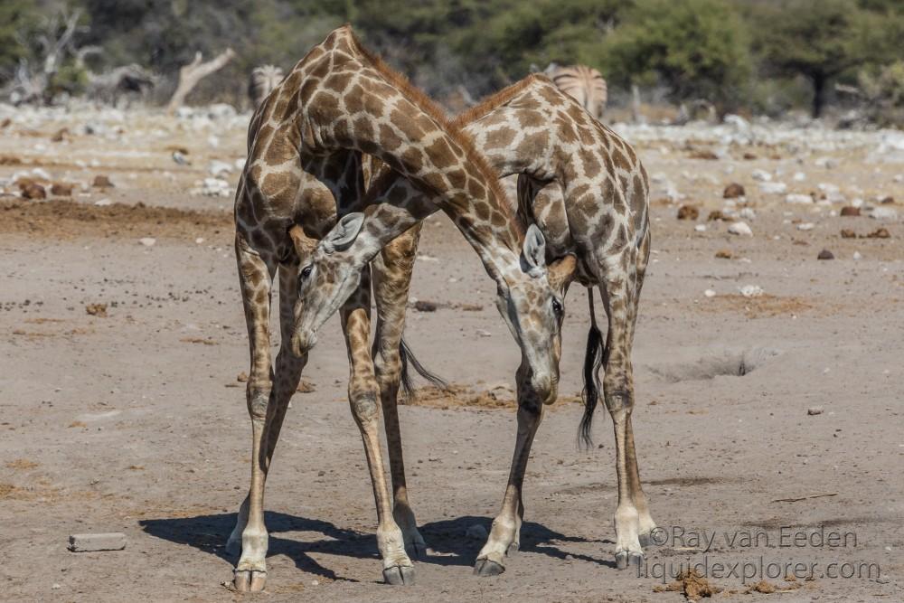 Giraffe-16-Etosha-Wildlife-Wide