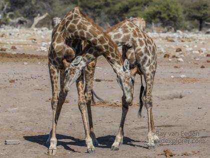 Giraffe-16-Etosha-Wildlife-Wide
