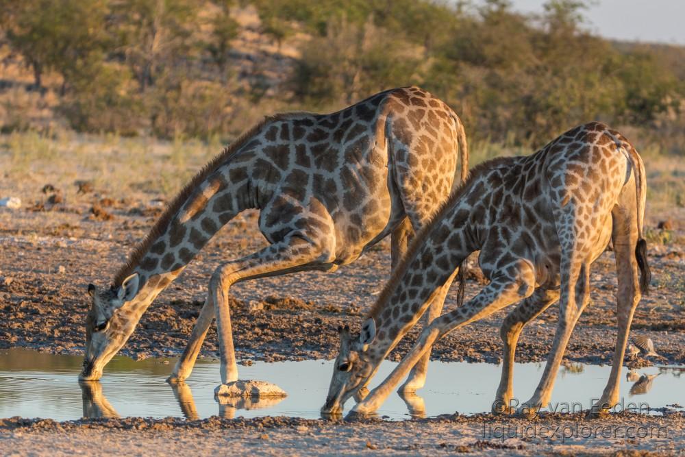 Giraffe-9-Etosha-Wildlife-Wide