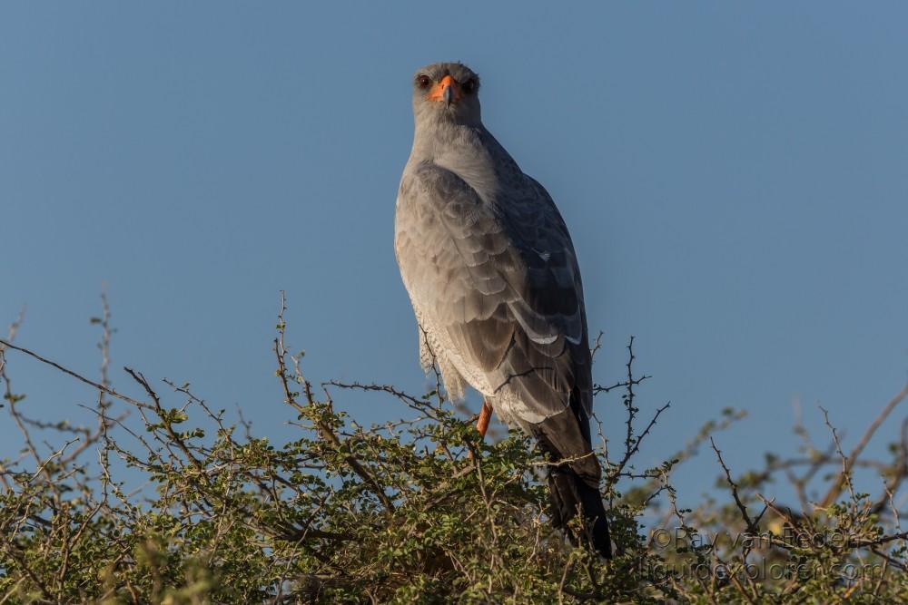 Goshawk-1-Etosha-Wildlife-Portrait