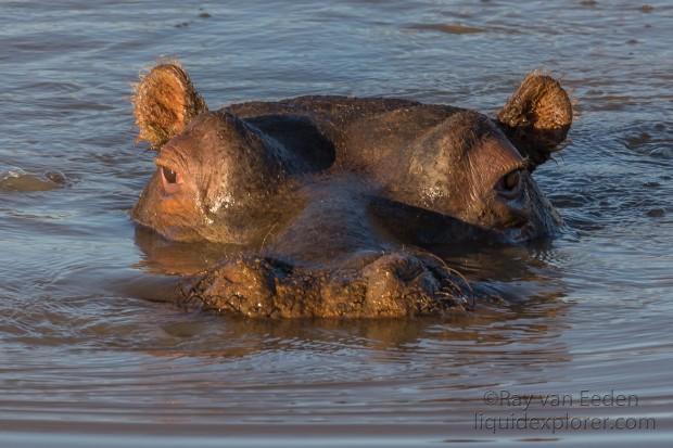 Hippo-3-Erindi-Wildlife-Portrait