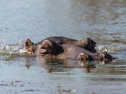 Hippo-8-Erindi-Wildlife-Portrait