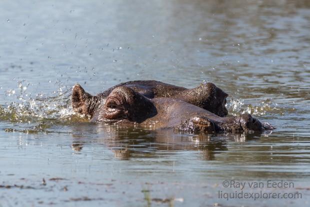 Hippo-8-Erindi-Wildlife-Portrait