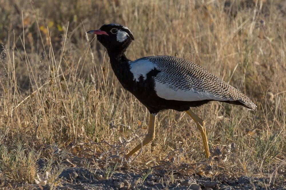 Korhaan-1-Etosha-Wildlife-Portrait