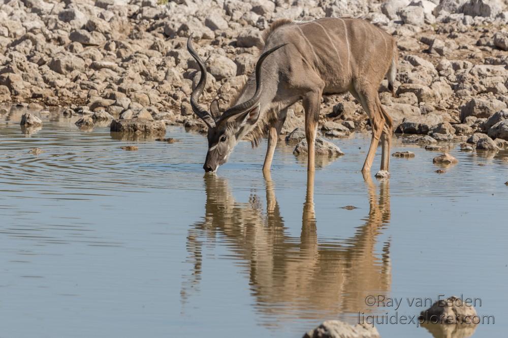 Kudu-4-Etosha-Wildlife-Wide