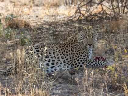 Leopard-1-Naankuse-Wildlife-Wide