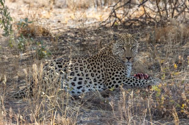 Leopard-1-Naankuse-Wildlife-Wide