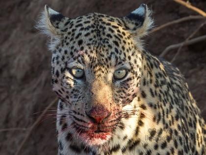 Leopard-18-Erindi-Wildlife-Portrait