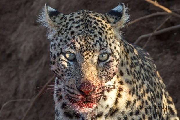 Leopard-18-Erindi-Wildlife-Portrait