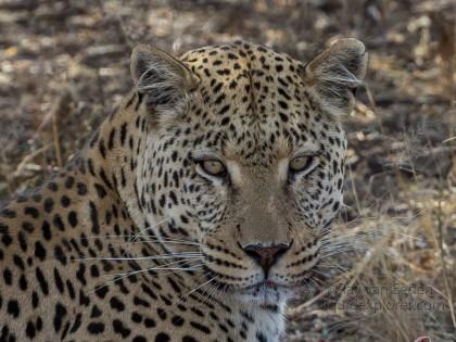 Leopard-2-Naankuse-Wildlife-Portrait