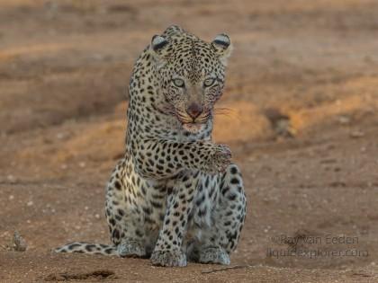 Leopard-24-Erindi-Wildlife-Wide