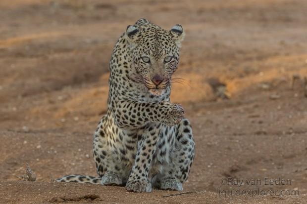 Leopard-24-Erindi-Wildlife-Wide