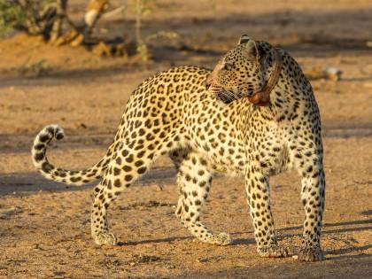 Leopard-30-Erindi-Wildlife-Wide