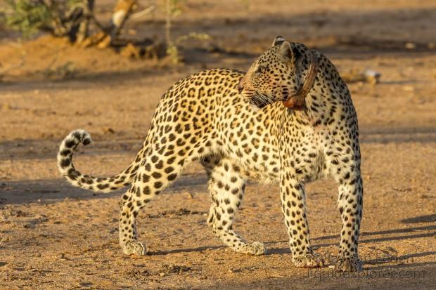 Leopard-30-Erindi-Wildlife-Wide