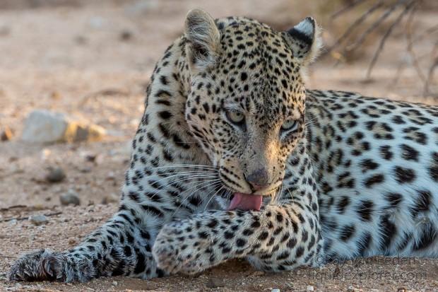 Leopard-34-Erindi-Wildlife-Portrait