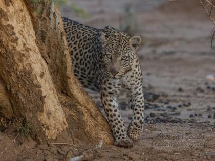 Leopard-39-Erindi-Wildlife-Wide