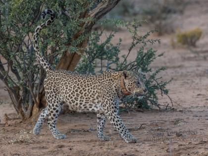 Leopard-40-Erindi-Wildlife-Wide