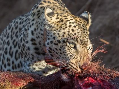 Leopard-9-Erindi-Wildlife-Portrait