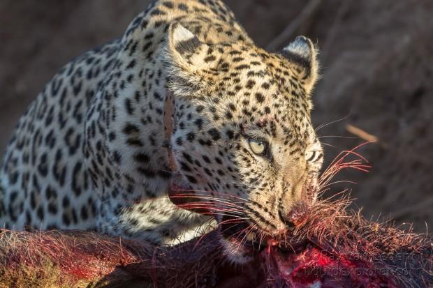 Leopard-9-Erindi-Wildlife-Portrait
