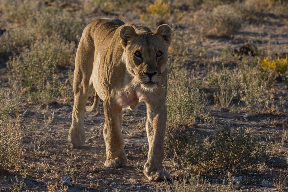 Lion-13-Etosha16-Wildlife-Wide