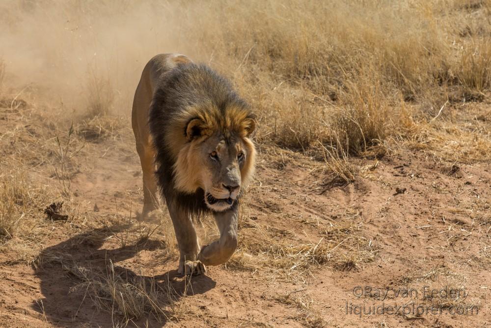 Lion-2-Naankuse-Wildlife-Wide