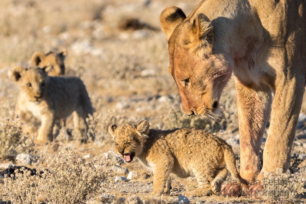 Lion-28-Etosha-Wildlife-Portrait