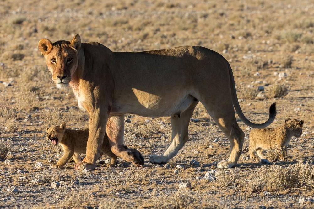 Lion-36-Etosha-Wildlife-Wide