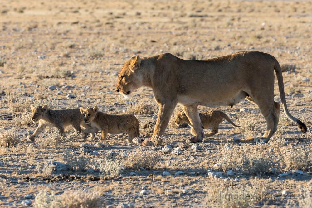 Lion-39-Etosha-Wildlife-Wide