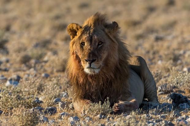 Lion-41-Etosha-Wildlife-Wide