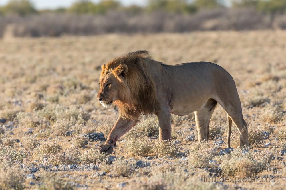 Lion-43-Etosha-Wildlife-Wide