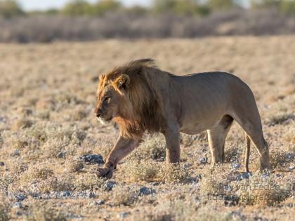 Lion-43-Etosha-Wildlife-Wide
