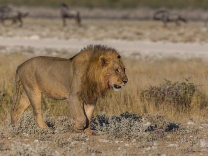 Lion-51-Etosha-Wildlife-Wide