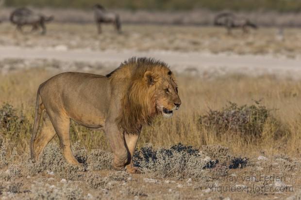 Lion-51-Etosha-Wildlife-Wide