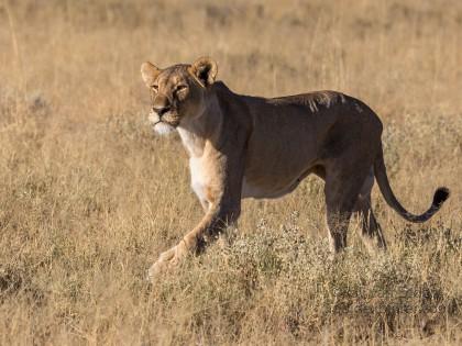 Lion-55-Etosha-Wildlife-Wide
