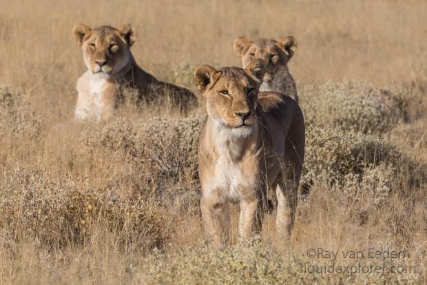 Lion-61-Etosha-Wildlife-Wide