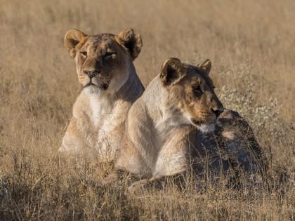 Lion-63-Etosha-Wildlife-Wide