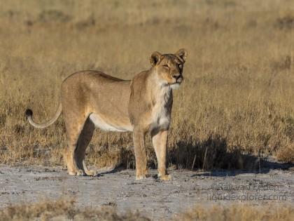Lion-64-Etosha-Wildlife-Wide