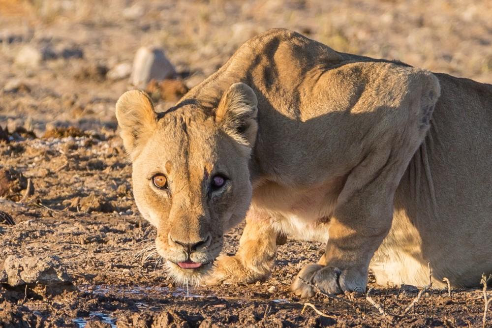 Lion-7-Etosha-Wildlife-Portrait